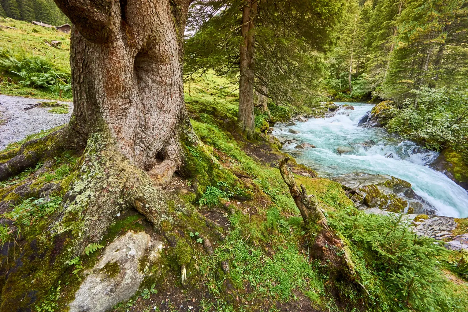 Bergbach im Wald bei Krimml