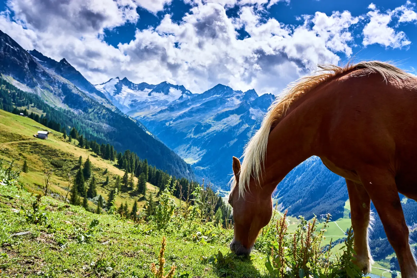 Haflinger vor den Gletscherbergen der Hohen Tauern