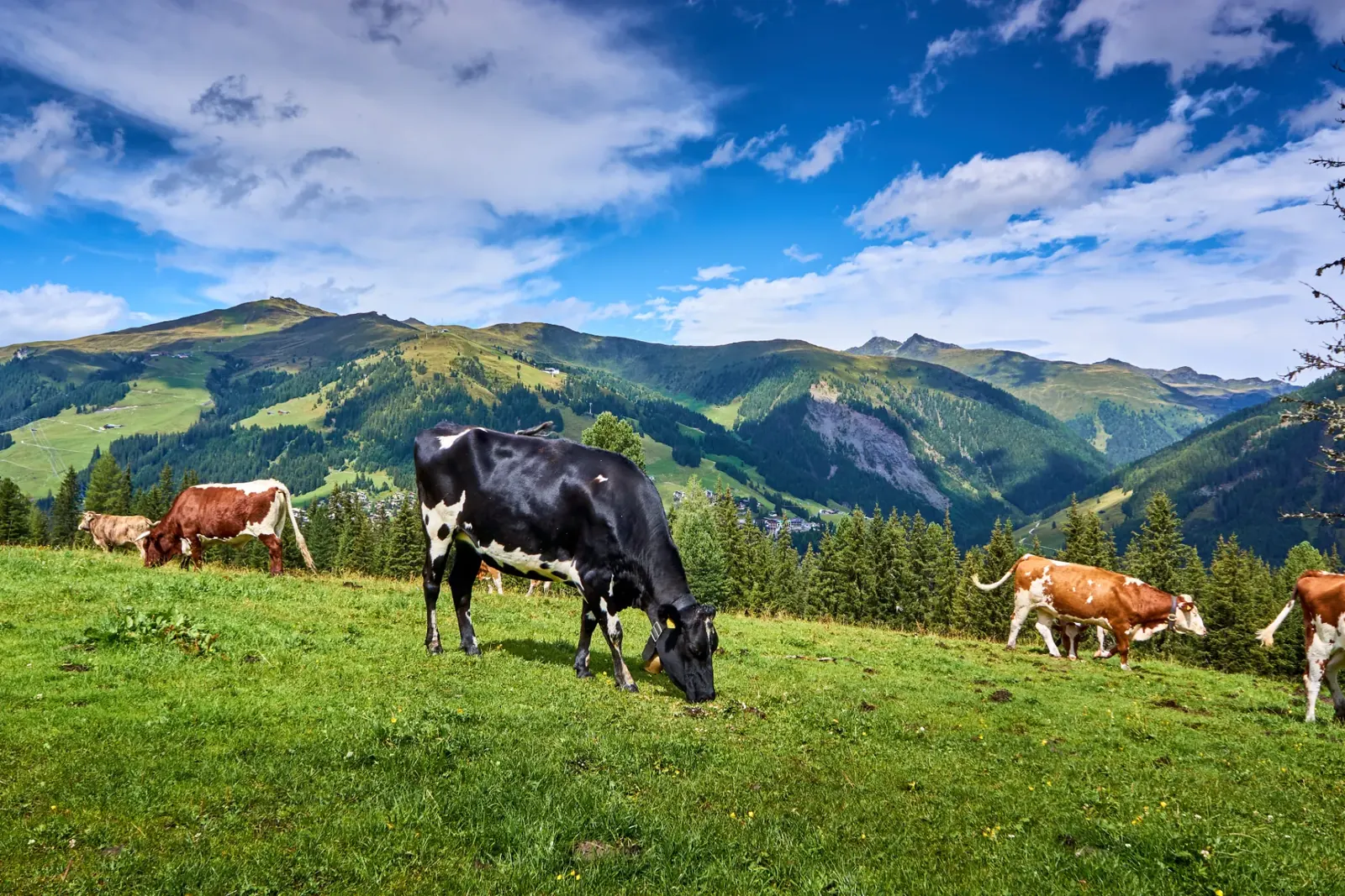 Kühe auf der Alm bei Hochkrimml