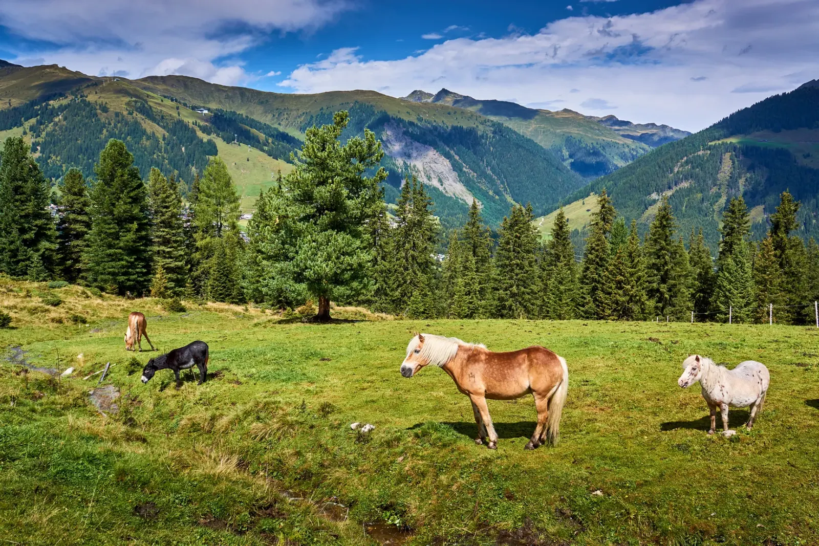 Haflinger auf der Alm bei Hochkrimml